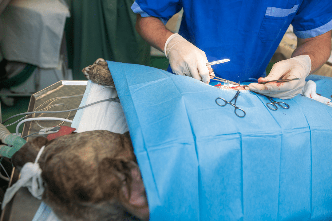 dog getting neutered at the vet