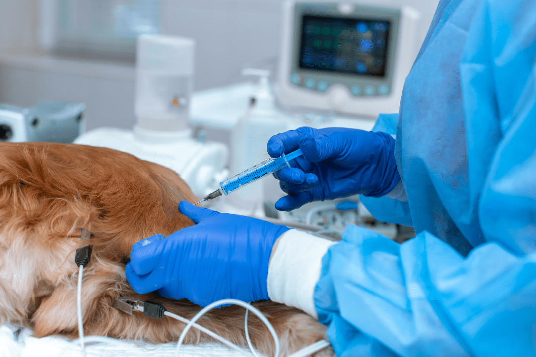 dog neutered at vet