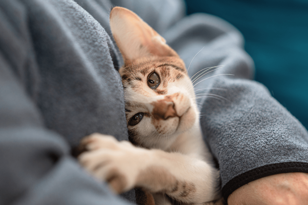 Cat cuddling