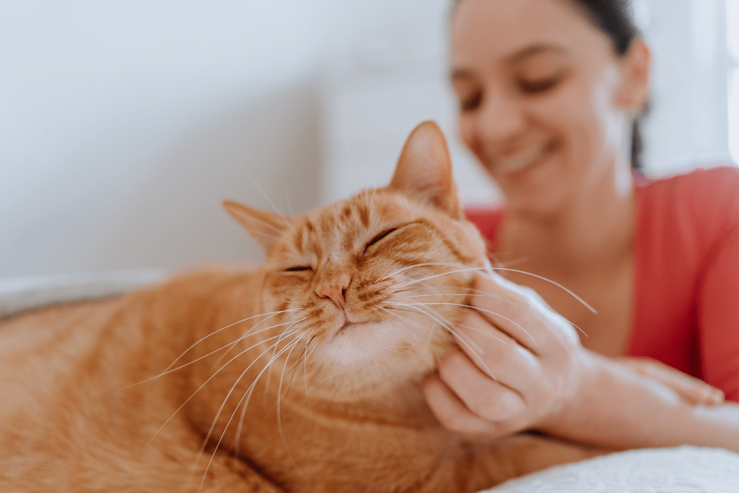 Cat cuddling with owner