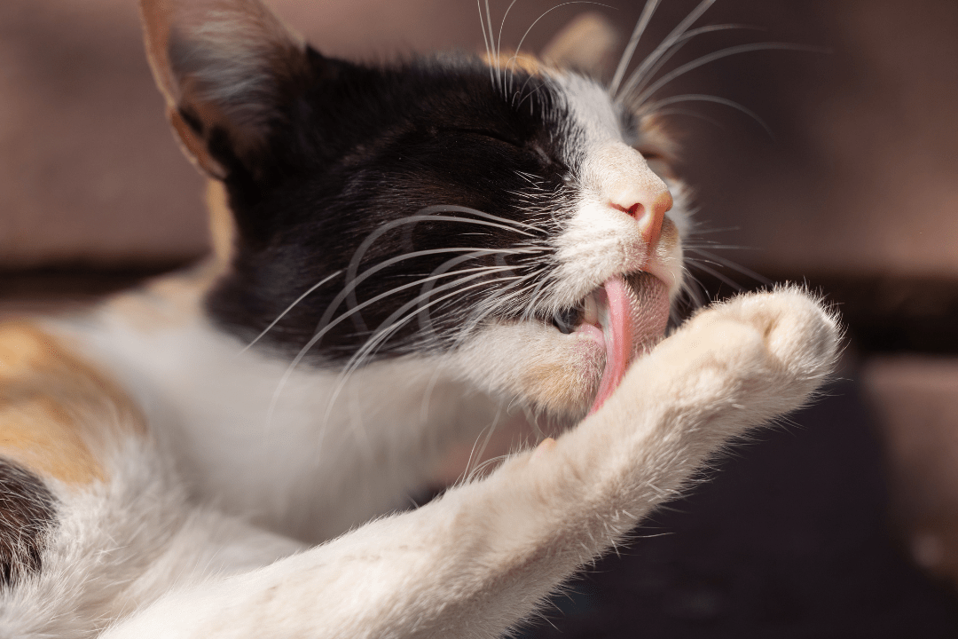 cat licking tongue saliva