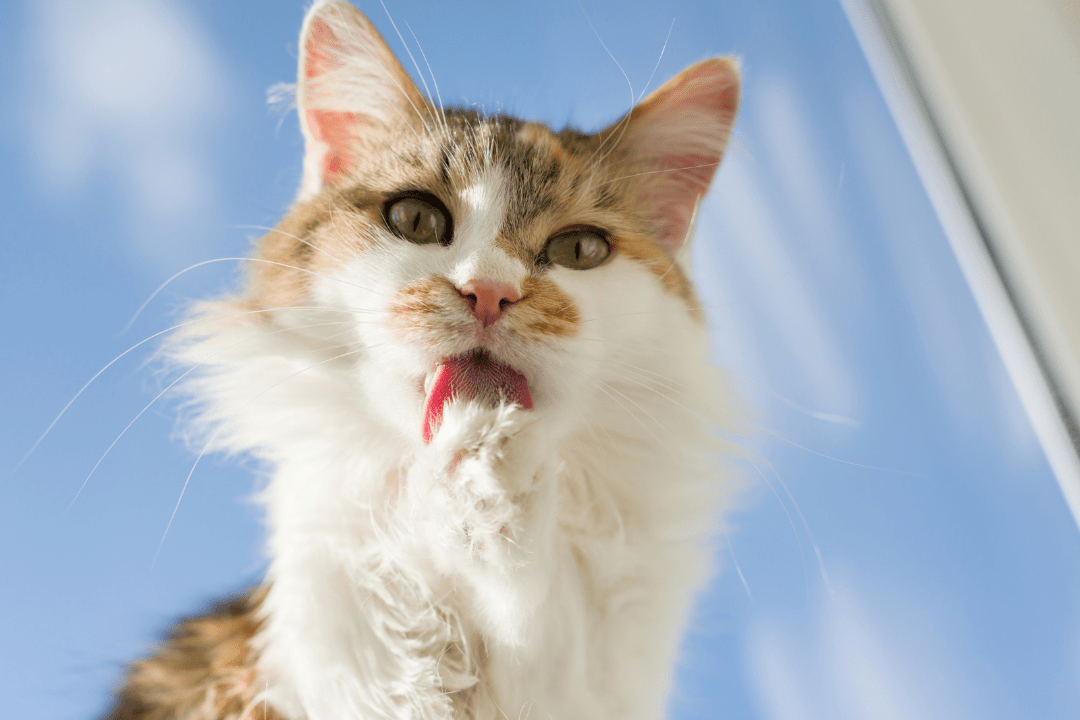 cat tongue licking