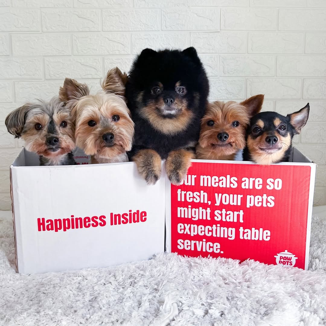 dogs sitting in pawpots box fresh food