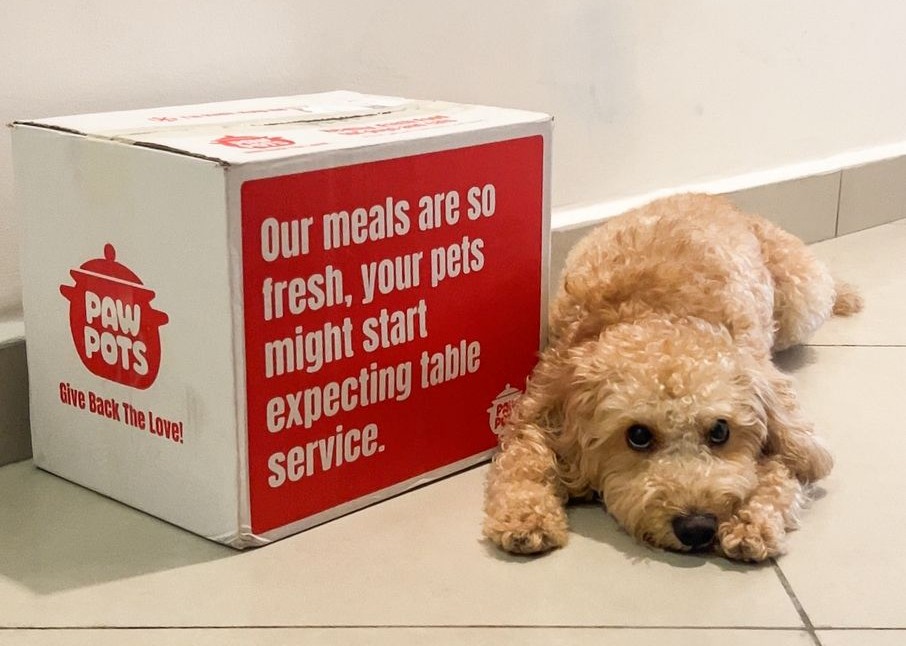 dog sitting next to fresh food pawpots box