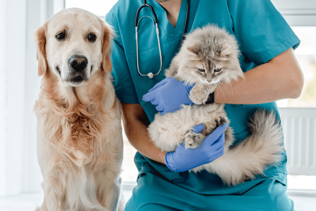 vet with dog and cat consultation dubai