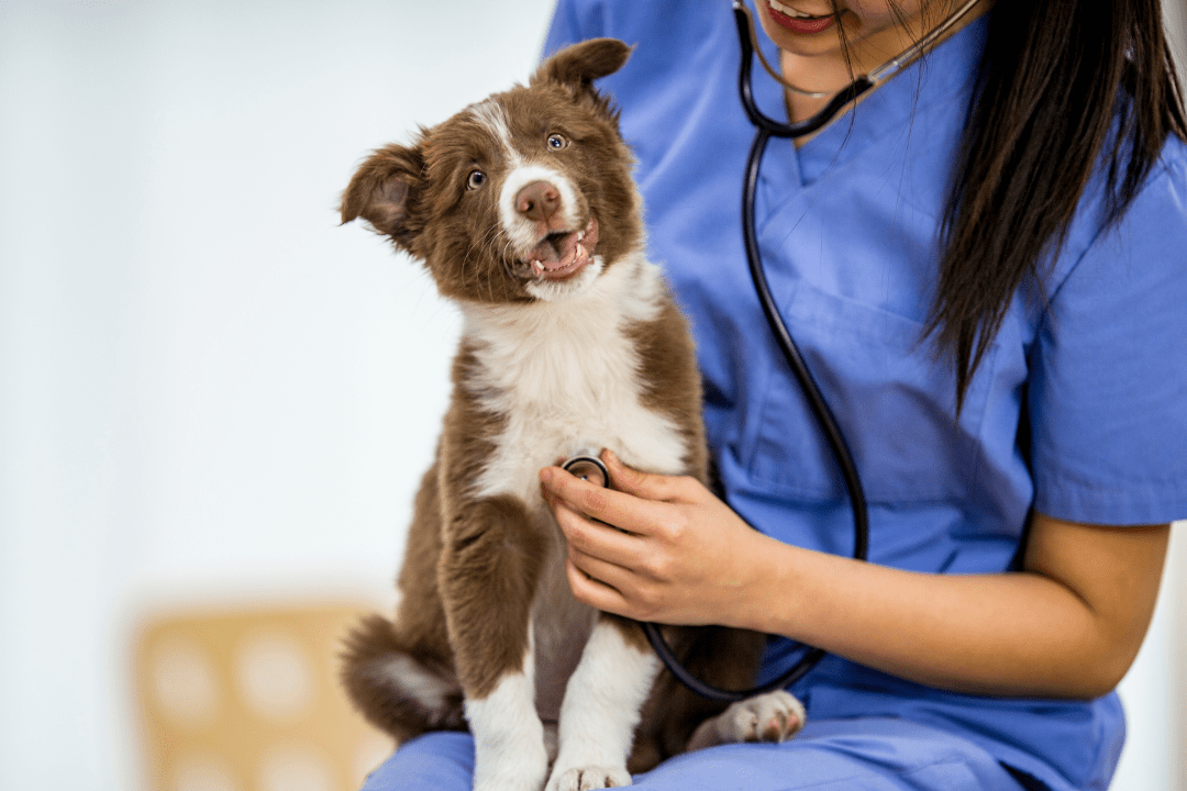 vet with dog in lebanon consultation