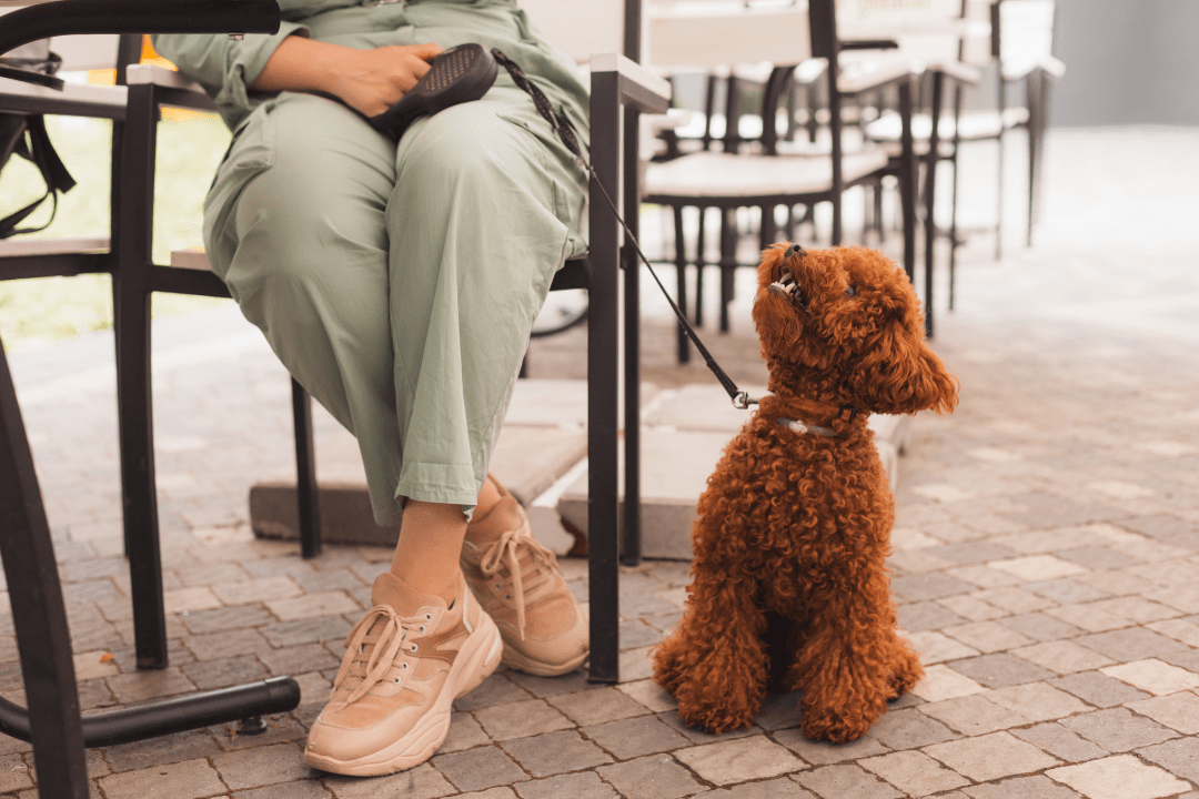 Pet friendly spots in UAE