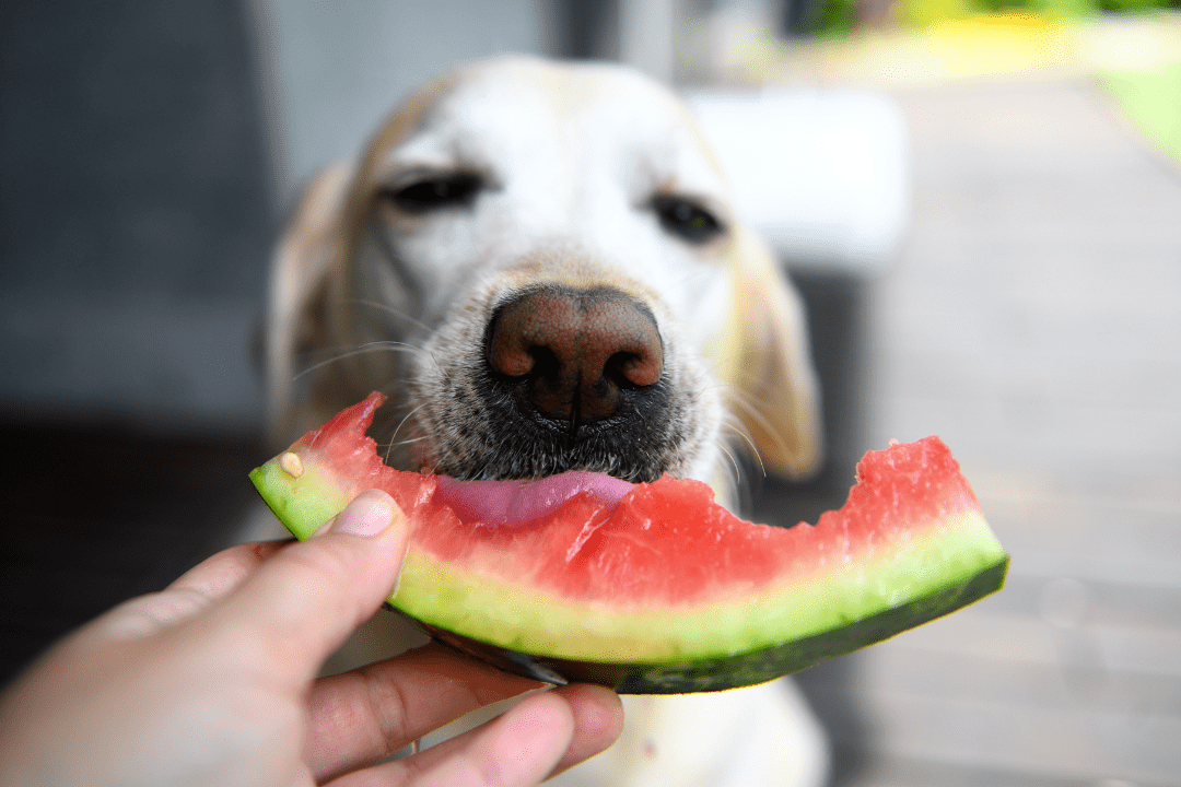 dog eating watermelon