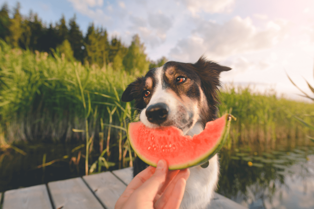Dog eating a watermelon