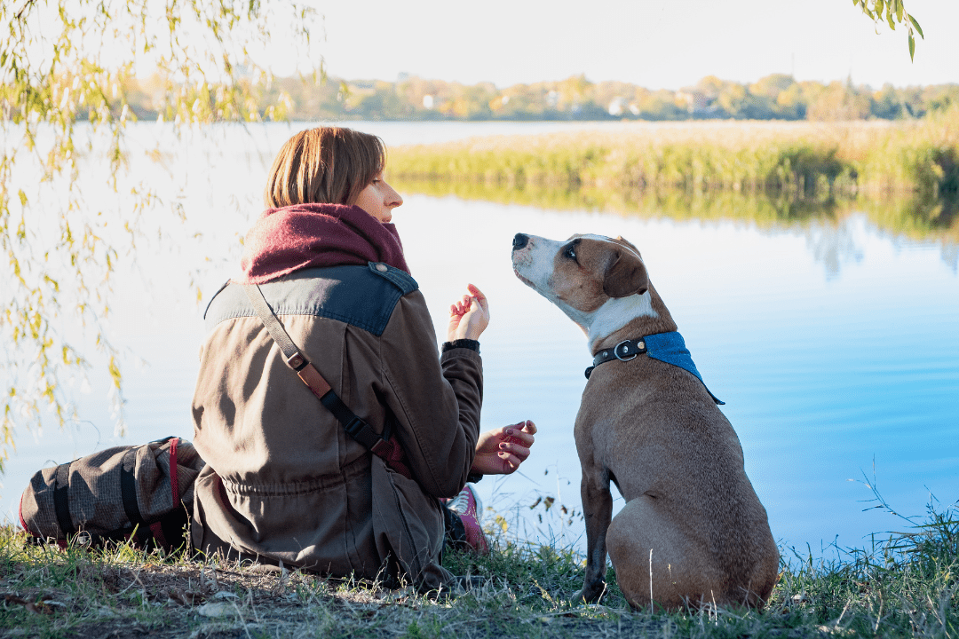 dog and human connection