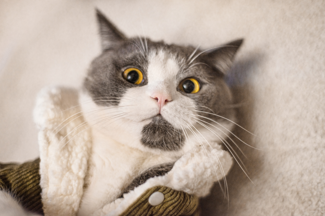 cat breeds 2025