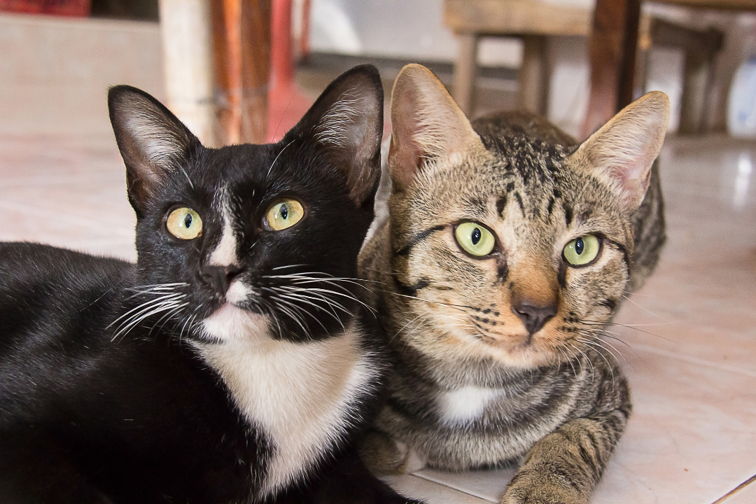 cat breeds 2025