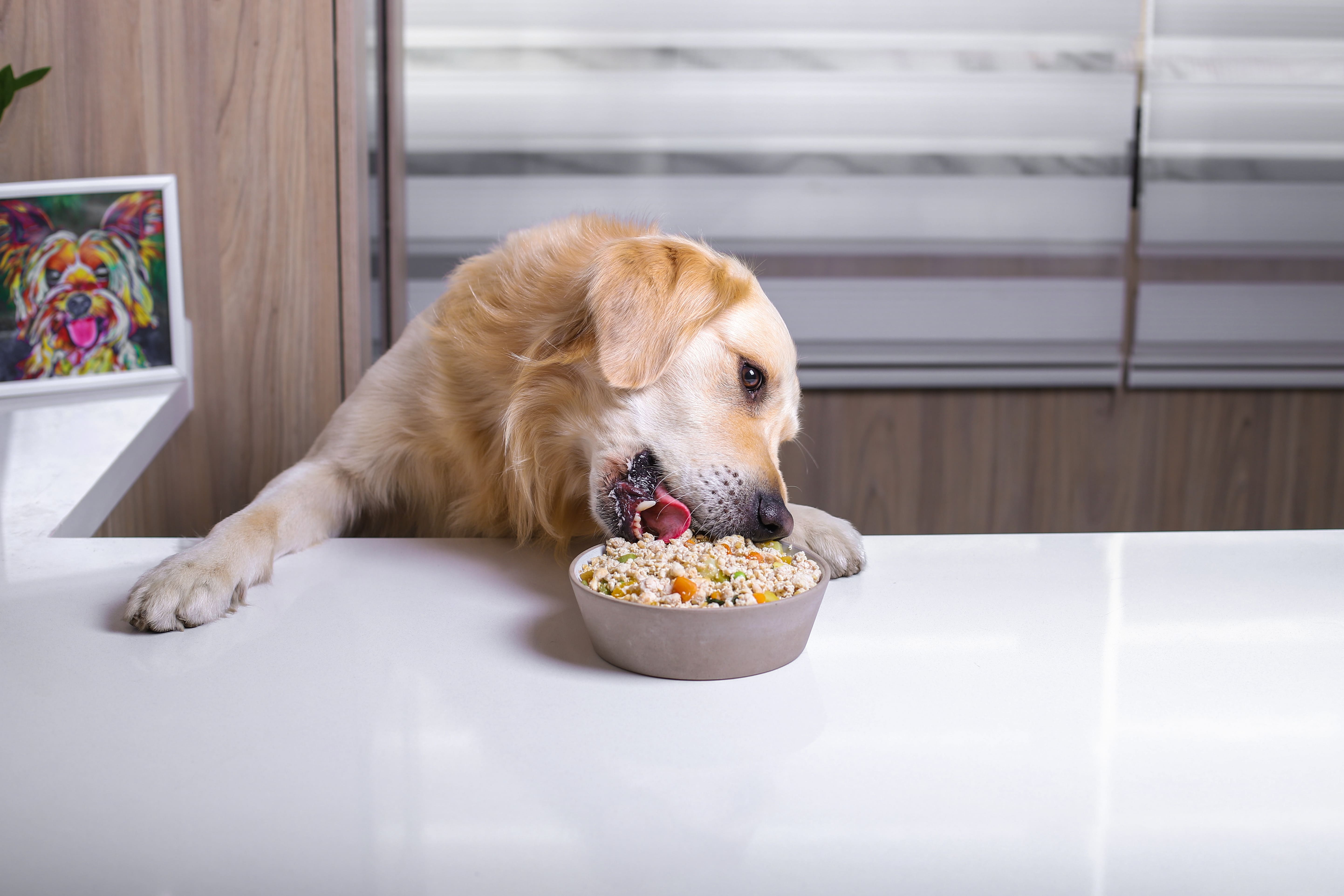dog eating fresh cooked food from a bowl