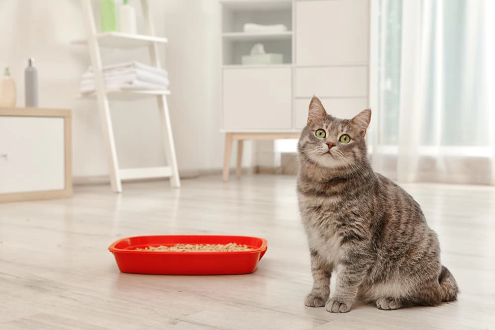 5 Reasons Why Your Cat is Pooping Outside the Litter Box