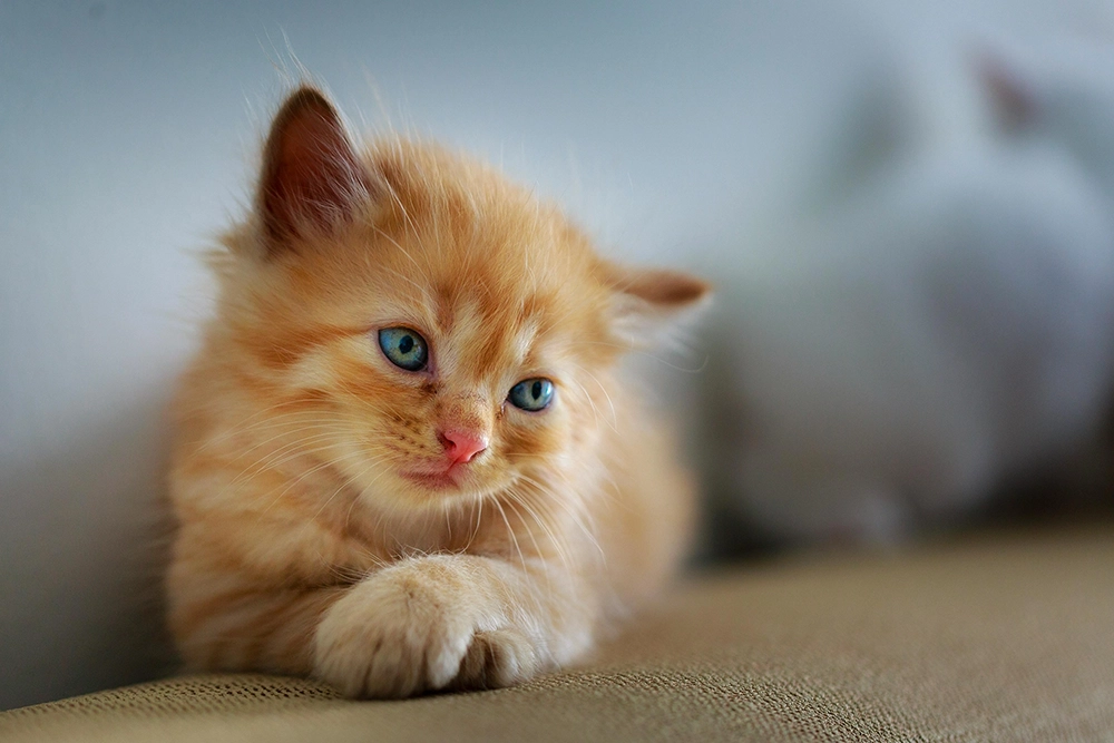 ginger cat sitting with blue eyes