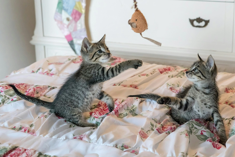 2 grey kittens playing together on the bed