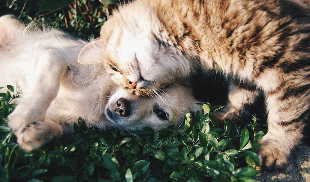 cat and dog cuddling on green plants
