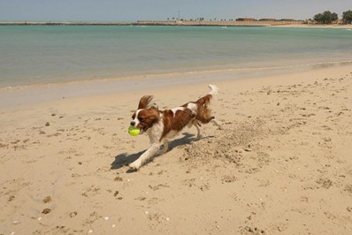 Brown and white dog running with a tennis ball on the beach in Dubai.