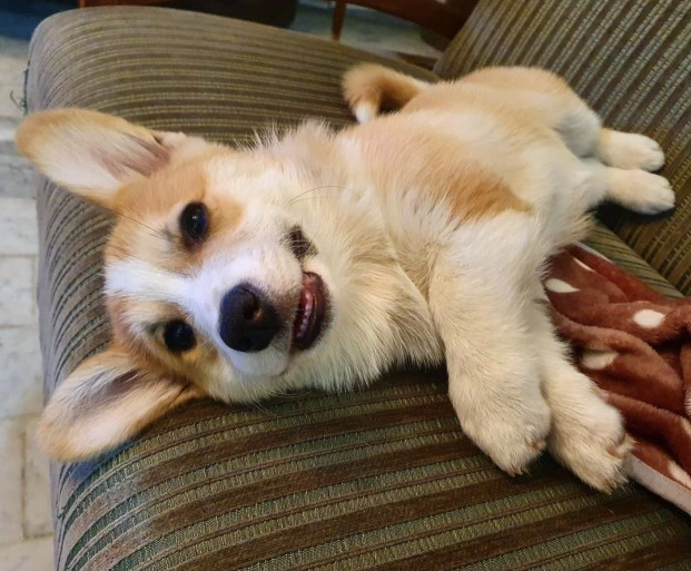 corgi.caia