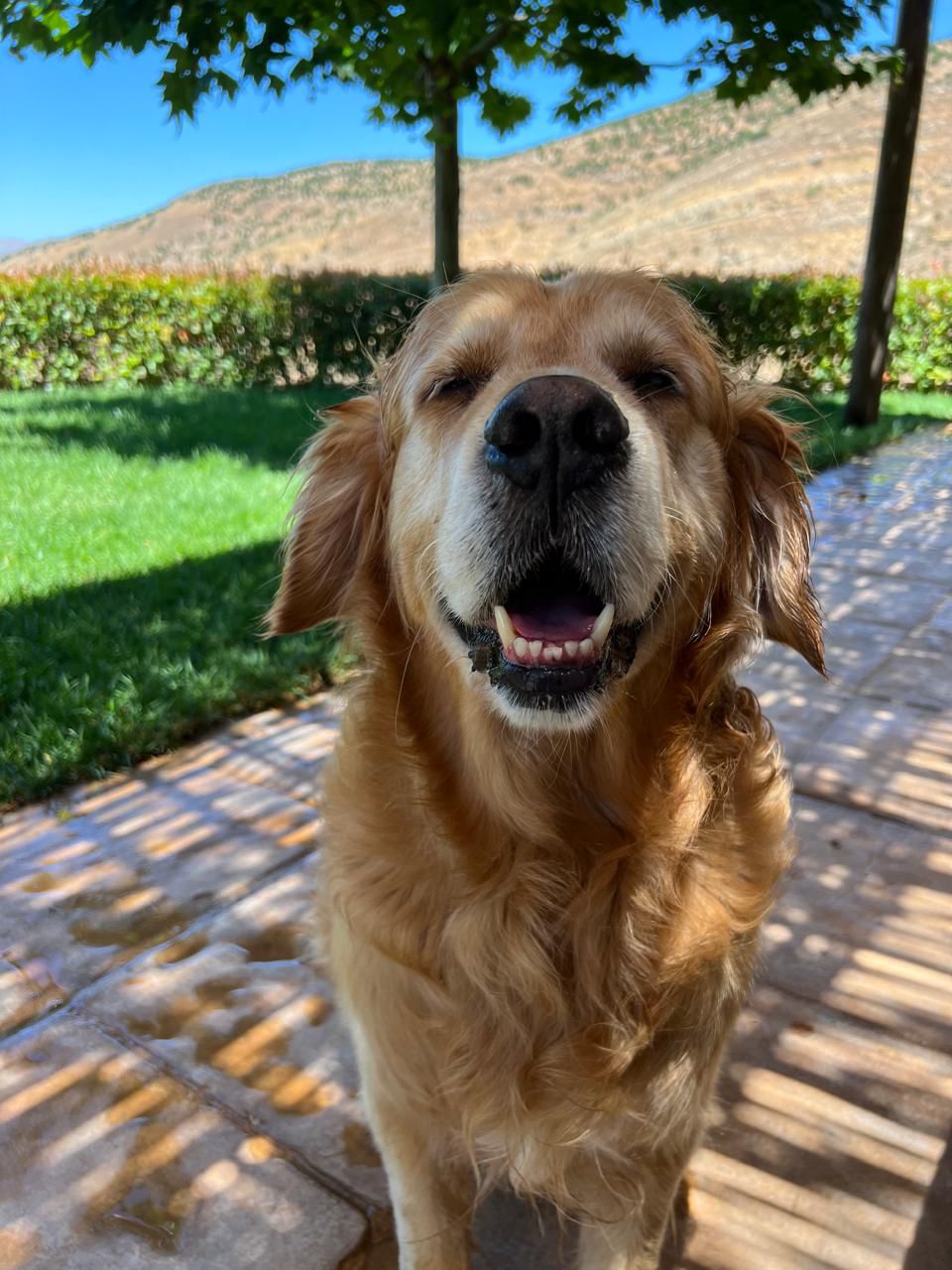 Dog smiling at camera with teeth showing