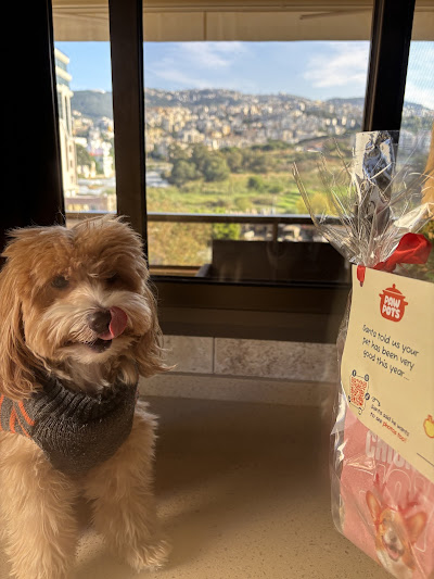 dog licking his mouth looking at his pawpots meal