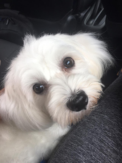 small white dog looking at the camera
