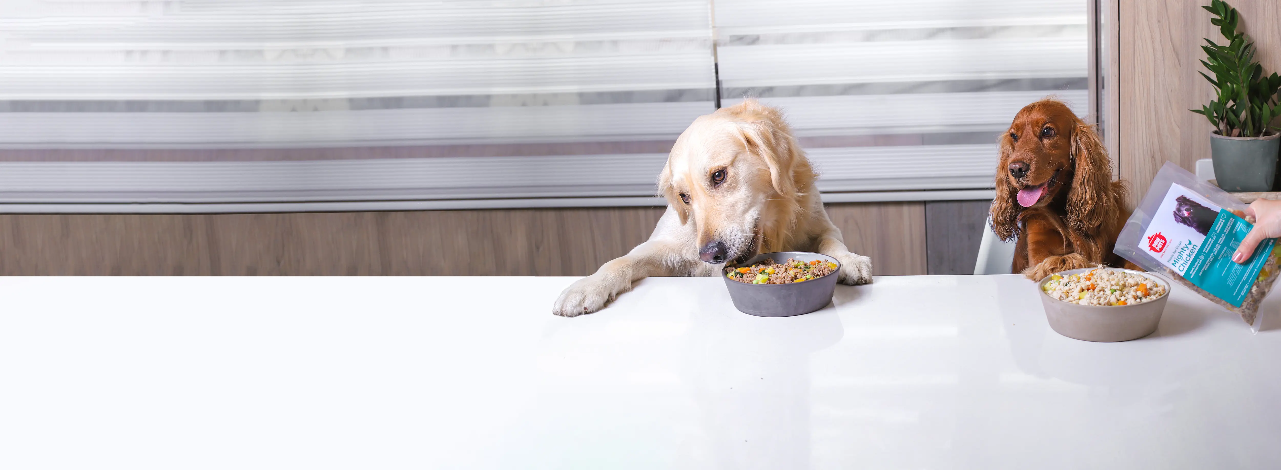 Healthy Cooked Food For Dogs & Cats