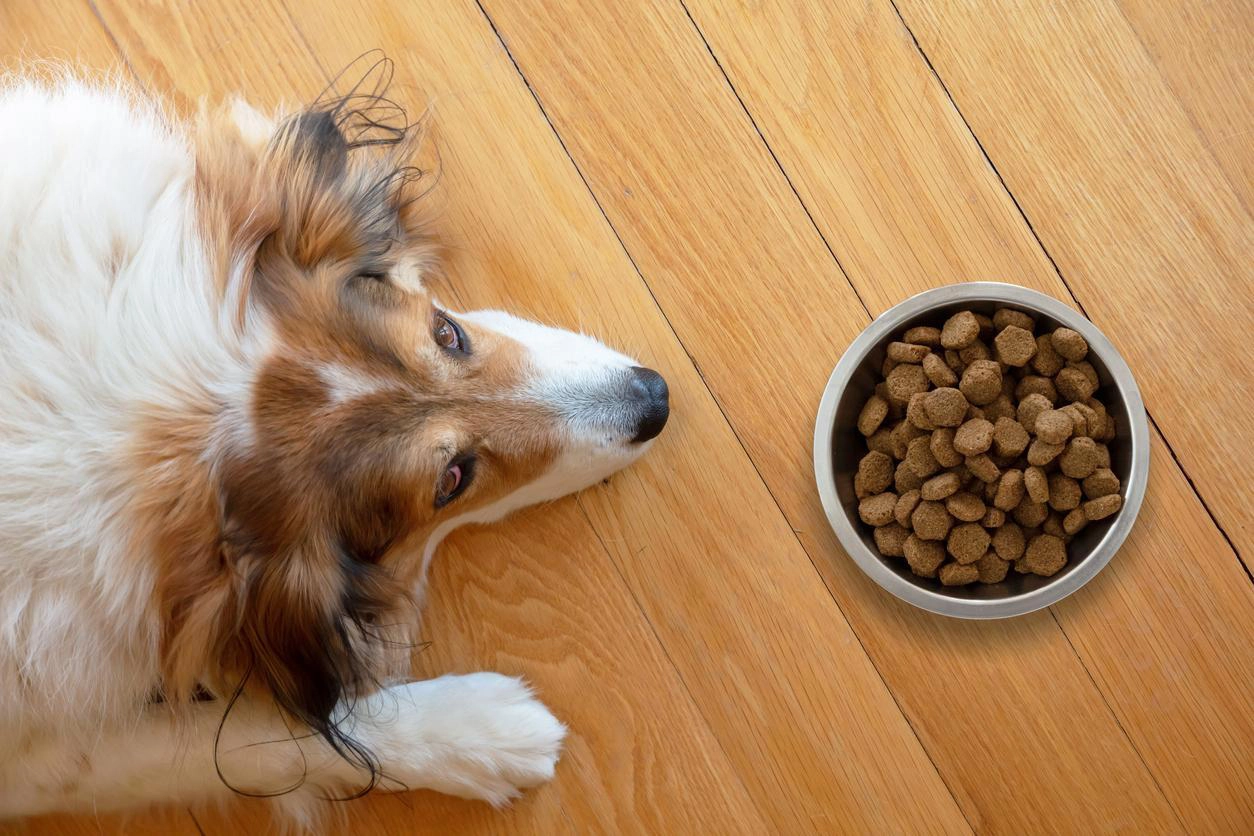 Dog lying beside a bowl of dry kibble