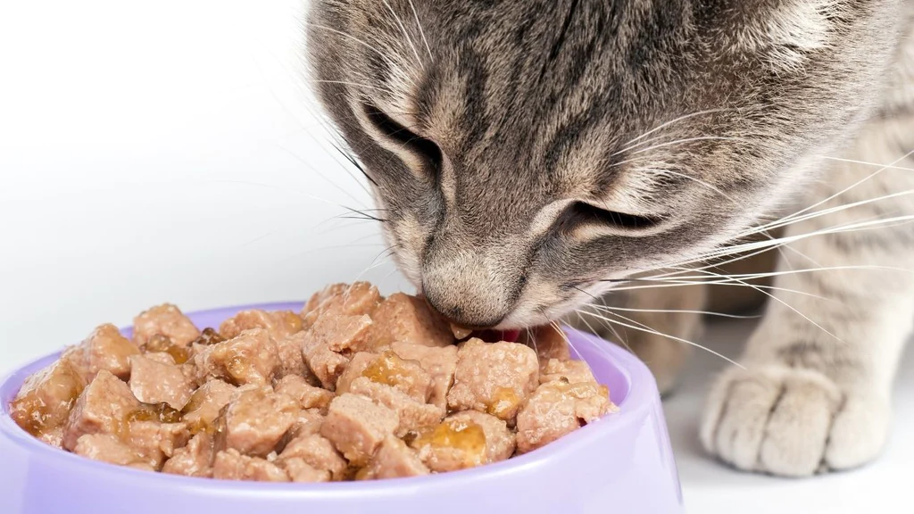 Tabby cat eating wet food from a bowl