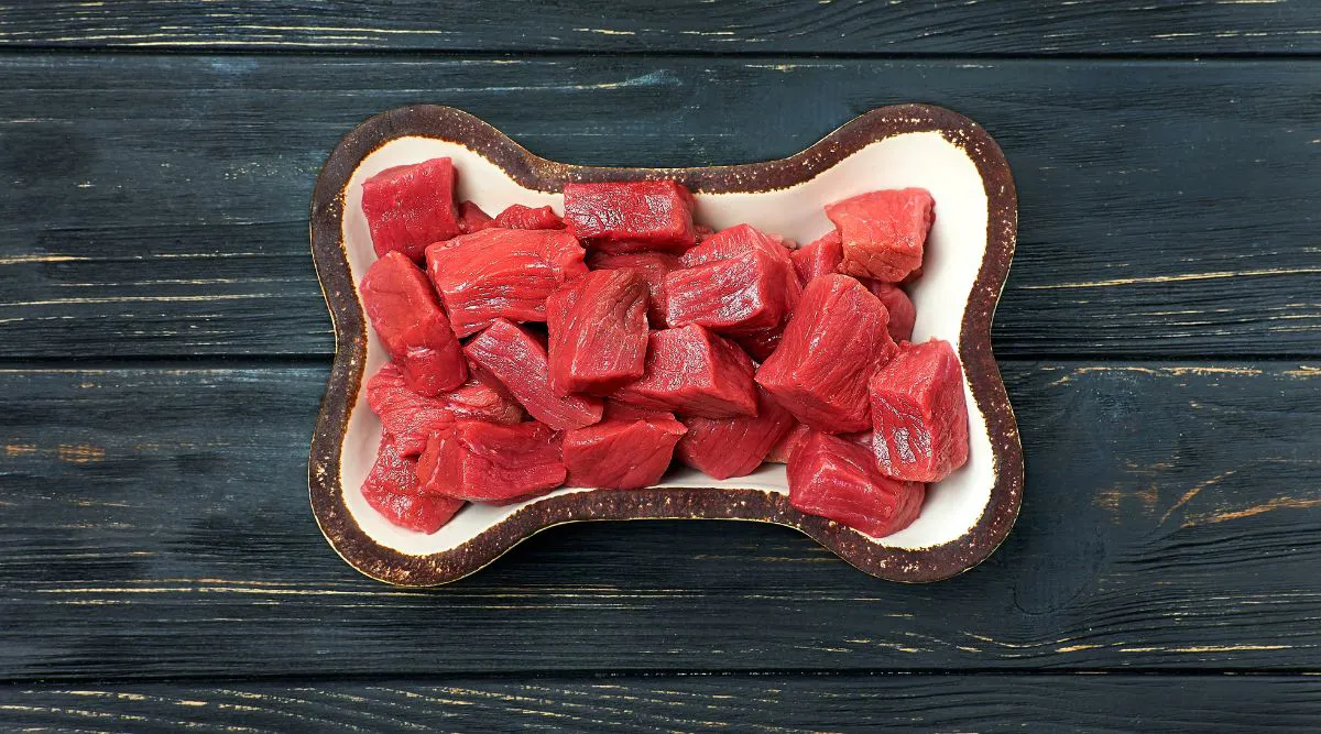 Diced raw meat in a bone-shaped pet bowl