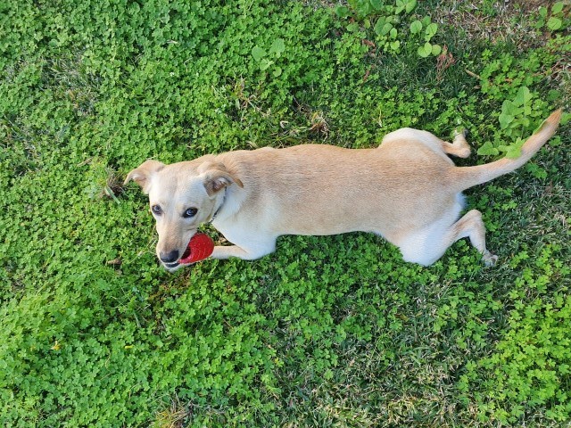 Bailey, a pet featured in PawPots customer stories