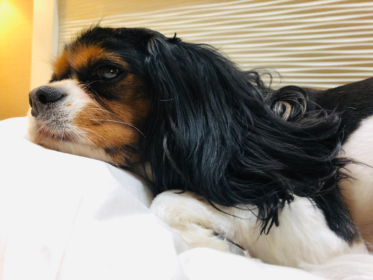 Louis, a pet featured in PawPots customer stories