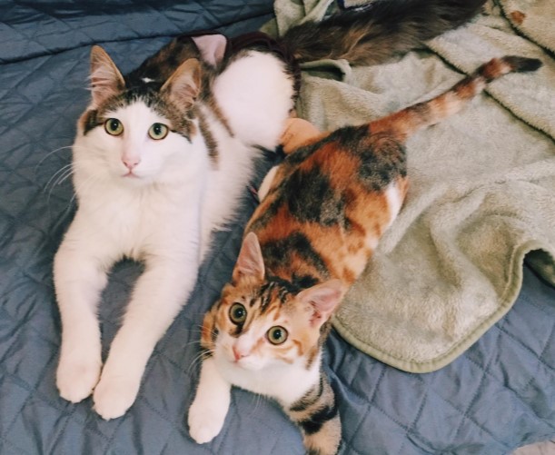 Poopy and Luna, pets featured in PawPots customer stories