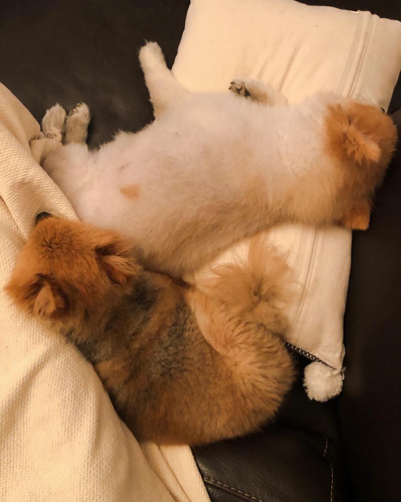Elvis and Zoe, pets featured in PawPots customer stories
